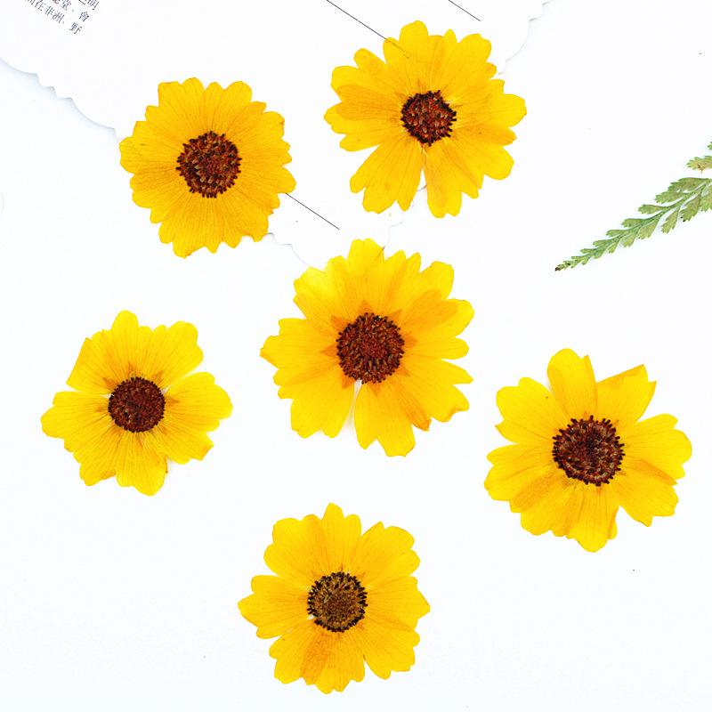 Resin Art Baby - 24 Stück, natürliche Chrysanthemen, echte gepresste