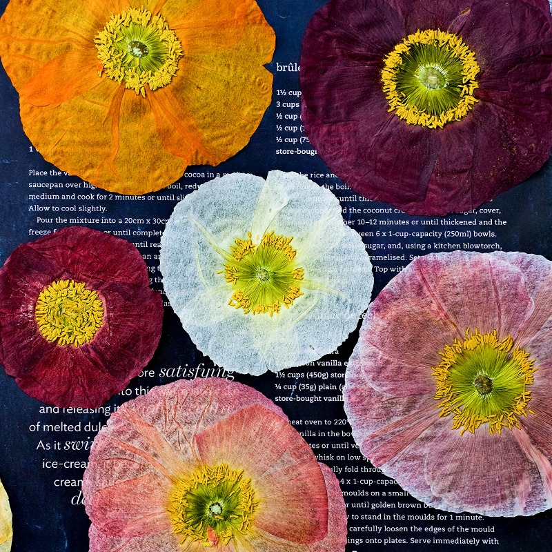 1 Stück, Natur-Mohnblumen Getr – Resin Art Baby Bewertung und Preis