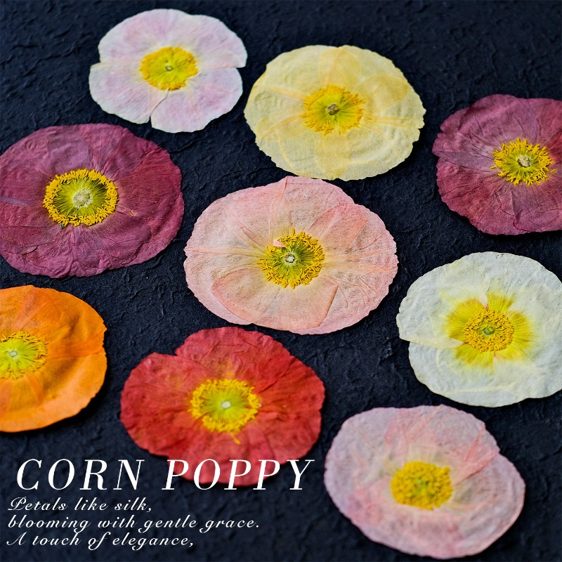1 Stück, Natur-Mohnblumen Getr – Resin Art Baby Bewertung und Preis
