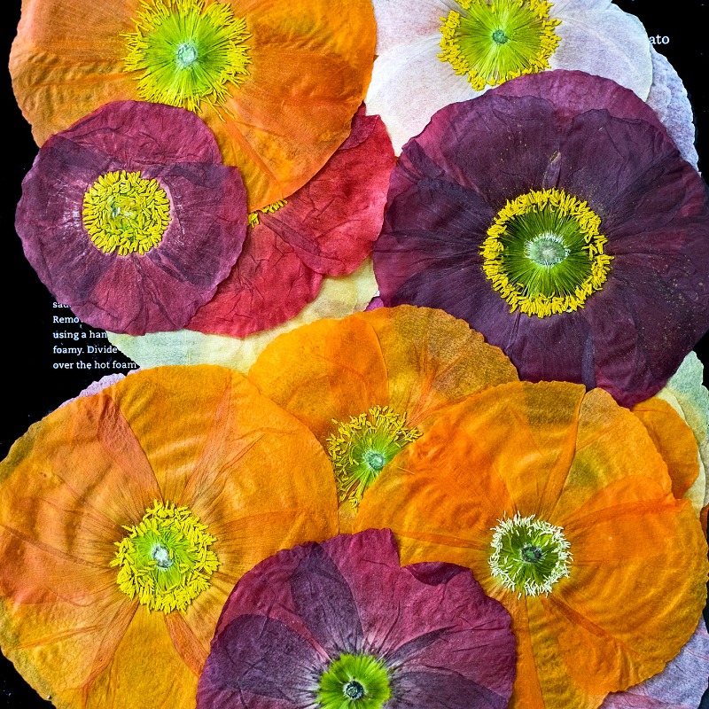1 Stück, Natur-Mohnblumen Getr – Resin Art Baby Bewertung und Preis