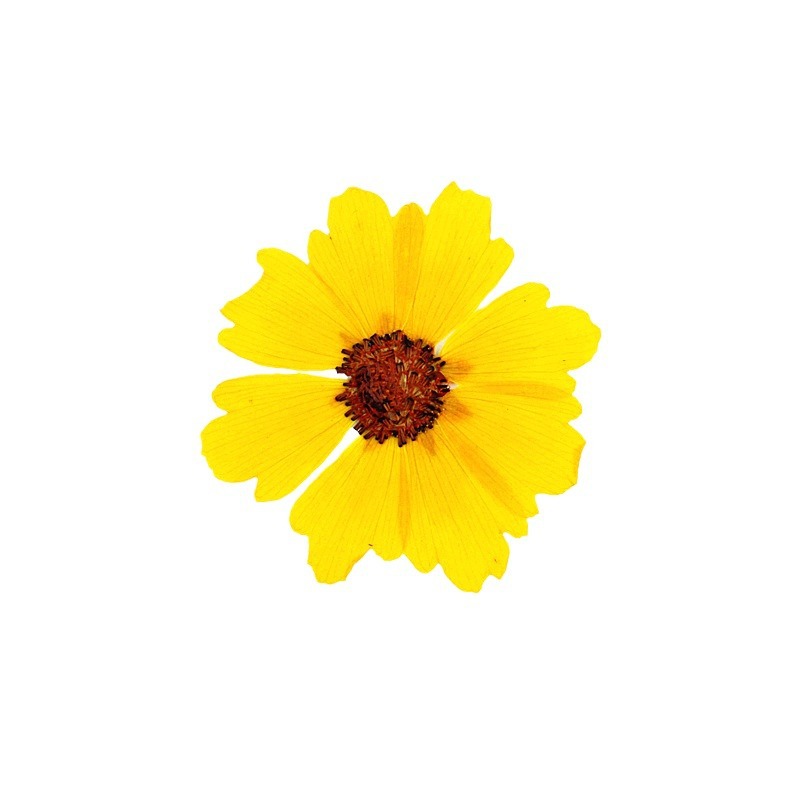 24 Stück, natürliche Chrysanth – Resin Art Baby Bewertung und Preis
